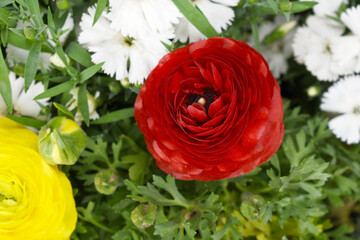 Beautiful Red ranunculus flower growing in an outdoor flower garden. ranunculus flower closeup, Red blooming flower, Closeup shot of a beautiful blossoming ranunculus in field