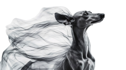 Italian Greyhound for Dog Breed and Pet Art - Isolated on White Background