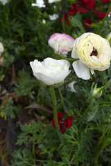 Beautiful white ranunculus flower growing in an outdoor flower garden. ranunculus flower closeup, white blooming flower, Closeup shot of a beautiful blossoming ranunculus in field