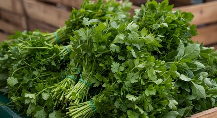 Obraz premium Fresh Parsley Bundles at Farmers Market: Vibrant Green Herbs for Culinary Delights