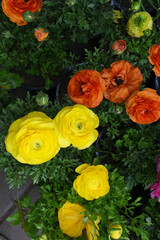 Beautiful Yellow ranunculus flower growing in an outdoor flower garden. ranunculus flower closeup, Yellow blooming flower, Closeup shot of a beautiful blossoming ranunculus in field