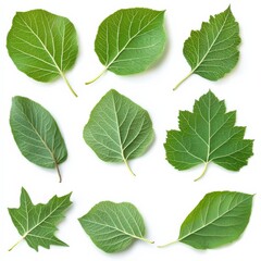 Naklejka premium Fresh and dried mulberry leaves, isolated on white background, high-resolution