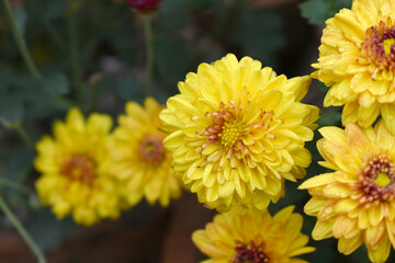 Beautiful Yellow red chrysanthemum flowers closeup in the winter garden, Closeup of Chrysanthemum flower, Field of the Yellow red Chrysanthemum, Beautiful Yellow red flower blooming in nature.