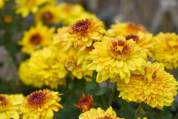 Beautiful Yellow red chrysanthemum flowers closeup in the winter garden, Closeup of Chrysanthemum flower, Field of the Yellow red Chrysanthemum, Beautiful Yellow red flower blooming in nature.