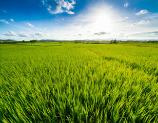 Obraz premium Green rice rows in a serene countryside landscape. sunny sky. 