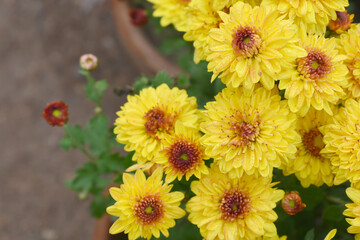 Beautiful Yellow red chrysanthemum flowers closeup in the winter garden, Closeup of Chrysanthemum flower, Field of the Yellow red Chrysanthemum, Beautiful Yellow red flower blooming in nature.