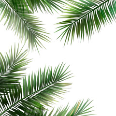 Fototapeta premium Tropical green palm leaves isolated on a transparent background for fresh and vibrant designs, green tea leaves isolated on transparnt png