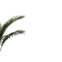 Obraz premium Palm Leaf Shadows On White Wall Isolated White