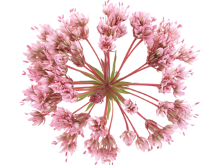 Vibrant Joe Pye Weed Flowers in Summer