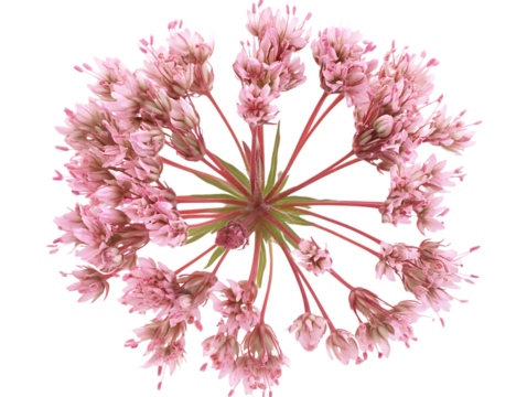 Vibrant Joe Pye Weed Flowers in Summer