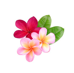 pink  red  Plumeria, frangipani hawai flowers isolated on  transparent. © siriratsavett88