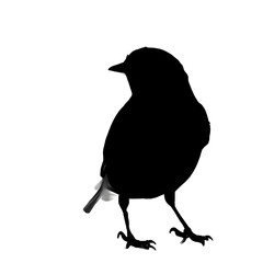 A silhouette of a eastern bluebird