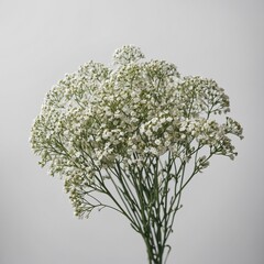 A delicate stem of baby’s breath, white background