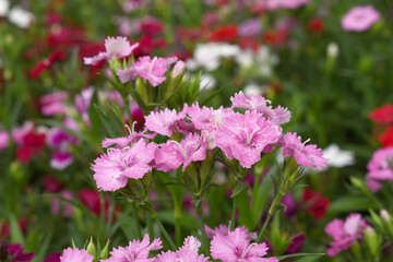 Fototapeta premium Sweet flora william blooming petals pink flowers background, Dianthus barbatus, beautiful Dianthus flower closeup in garden, pink Dianthus flower, pink flower, dianthus blooming in garden, closeup