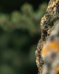 Fototapeta premium Close-Up View of Mossy Rock Formation in a Lush Forest Setting, showcasing the intricate texture and natural beauty of the stone.