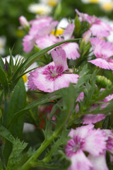 Sweet flora william blooming petals pink flowers background, Dianthus barbatus, beautiful Dianthus flower closeup in garden, pink Dianthus flower, pink flower, dianthus blooming in garden, closeup