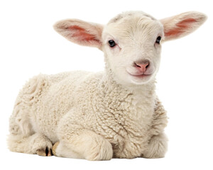 Obraz premium White Baby Lamb Lying Down on transparent Background