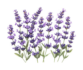Naklejka premium Lavender flower blooms nature garden botanical serene view isolated on transparent background