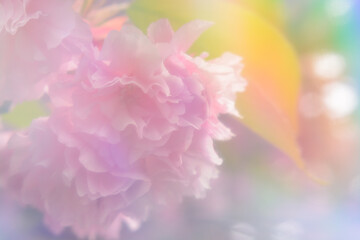 Colored background with cherry blossom, soft focus, blurred