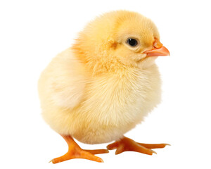 Fototapeta premium Easter chick isolated on transparent background 