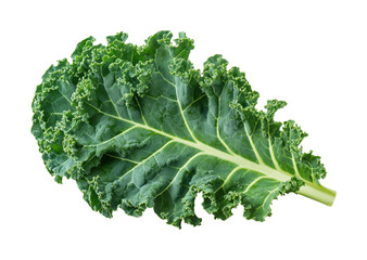 Fresh kale leaf greenhouse food natural light isolated on transparent background