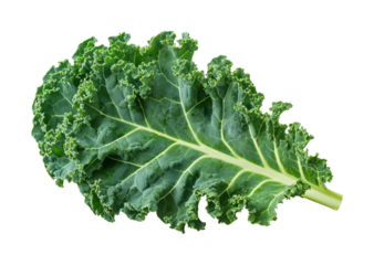 Fresh kale leaf greenhouse food natural light isolated on transparent background