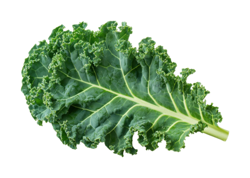 Fresh kale leaf greenhouse food natural light isolated on transparent background