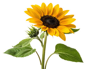 Obraz premium Sunflower Bloom with Leaves Isolated on transparent Background