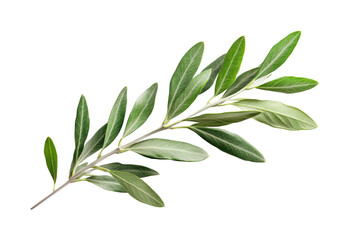 Gathering fresh olive leaves nature natural light greenery isolated on transparent background