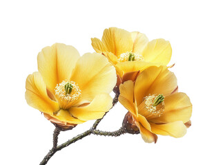 Captivating yellow flowers blooming in nature's bright shadow view isolated on transparent background