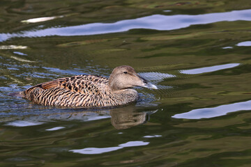 Eider