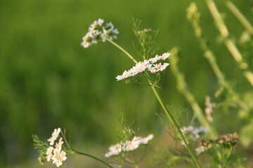 Close up photo of green coriander