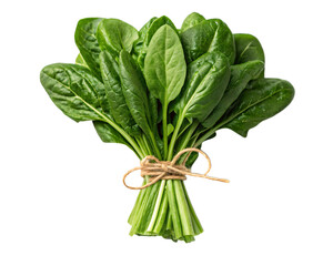 Fresh Organic Spinach Bunch Tied with String on transparent Background