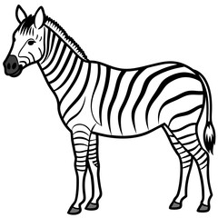 Detailed Zebra Line Drawing