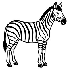 Detailed Zebra Line Drawing
