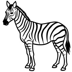 Detailed Zebra Line Drawing
