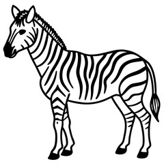 Detailed Zebra Line Drawing
