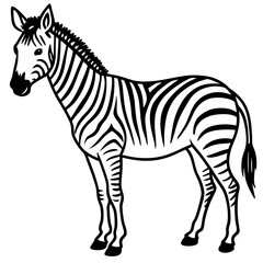 Detailed Zebra Line Drawing