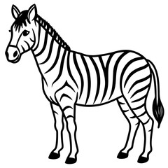 Detailed Zebra Line Drawing