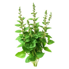 Obraz premium Holy basil plant, Holy Basil Ocimum sanctum isolate on transparent background