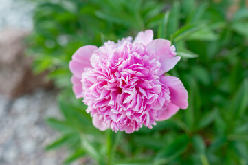 Fototapeta premium Vibrant Pink Peony Blooming in a Lush Outdoor Garden Setting