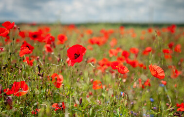 Bright Red Poppy Flowers Blooming in a Tranquil Meadow Landscape