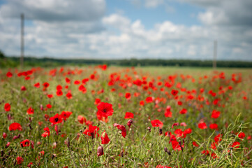 Beautiful Field of Red Poppy Flowers on a Cloudy Day