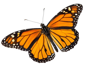 Fototapeta premium Monarch Butterfly Isolated on transparent Background