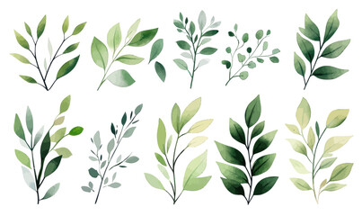 Fototapeta premium Elegant Watercolor Illustration of Assorted Green Leaves and Branches for Natural Designs