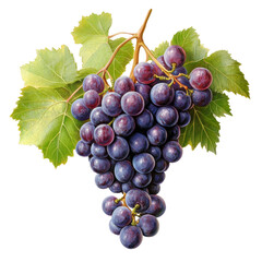Fototapeta premium A lush bunch of ripe grapes hanging from vine leaves against a soft transparent background, bunch of grapes