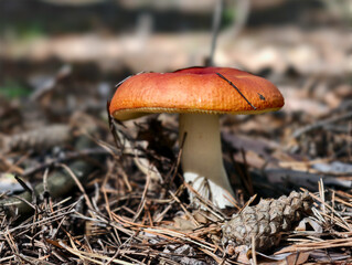 Close-up photo of russula aurata mushroom growing in forest. Natural background.