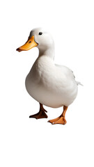 Fototapeta premium White Domestic Duck Walking On Clean White Background