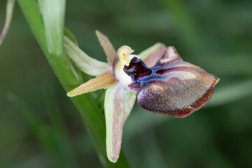 Magnificent orchids in the wild