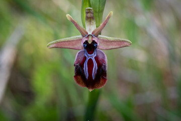 Magnificent orchids in the wild